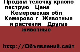 Продам телочку красно-пеструю › Цена ­ 12 000 - Кемеровская обл., Кемерово г. Животные и растения » Другие животные   